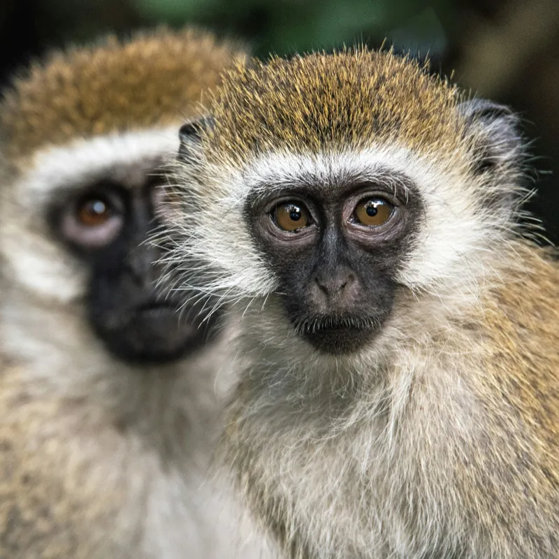 Tablou Canvas, "Două maimuțe printre copaci verzi", Primate, Blană, Privire, Curiozitate, Natură, Expresie, Părțile, Față, Ochii, Verde, Focalizare, Surprindere, Păr Pufoș, Vedere, Contrast., 50 x 50 cm – poza 2