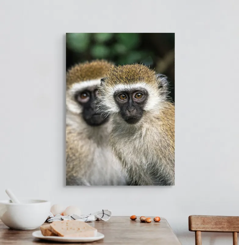 Tablou Canvas, "Două maimuțe printre copaci verzi", Primate, Blană, Privire, Curiozitate, Natură, Expresie, Părțile, Față, Ochii, Verde, Focalizare, Surprindere, Păr Pufoș, Vedere, Contrast., 50 x 70 cm – poza 3