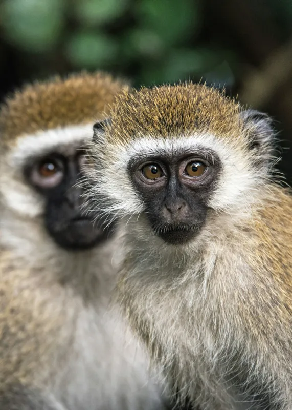 Tablou Canvas, "Două maimuțe printre copaci verzi", Primate, Blană, Privire, Curiozitate, Natură, Expresie, Părțile, Față, Ochii, Verde, Focalizare, Surprindere, Păr Pufoș, Vedere, Contrast., 50 x 70 cm – poza 2