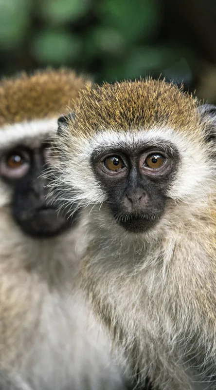 Tablou Canvas, "Două maimuțe printre copaci verzi", Primate, Blană, Privire, Curiozitate, Natură, Expresie, Părțile, Față, Ochii, Verde, Focalizare, Surprindere, Păr Pufoș, Vedere, Contrast., 50 x 90 cm – poza 2