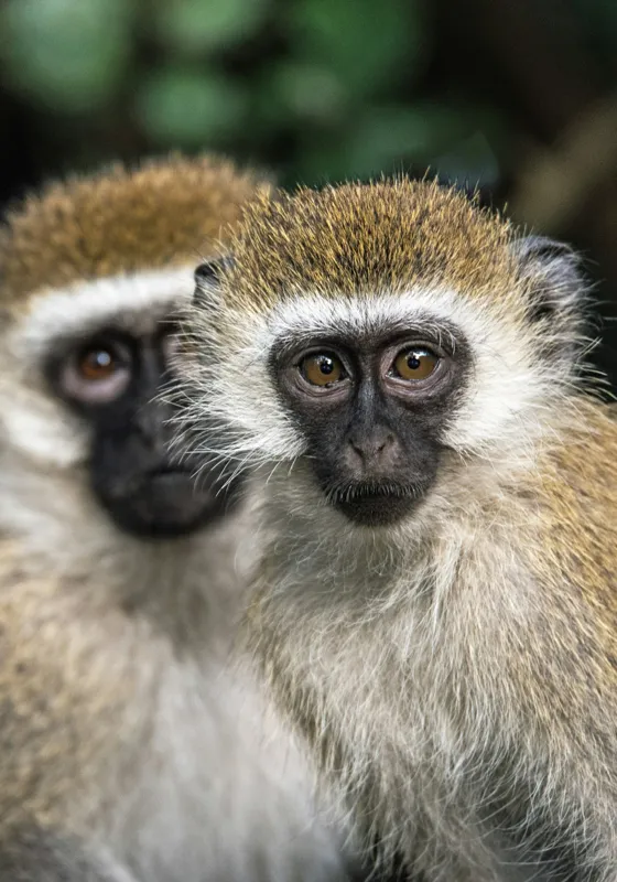 Tablou Canvas, "Două maimuțe printre copaci verzi", Primate, Blană, Privire, Curiozitate, Natură, Expresie, Părțile, Față, Ochii, Verde, Focalizare, Surprindere, Păr Pufoș, Vedere, Contrast., 70 x 100 cm – poza 2