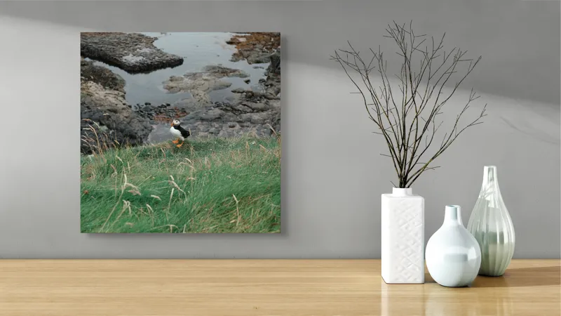 Tablou Canvas, "Pufin solitar pe stâncile de coastă", Iarba, Puffin, Stânci, Mare, Cer, Horizon, Valuri, Natură, Sălbăticie, Peisaj., 50 x 50 cm – poza 3