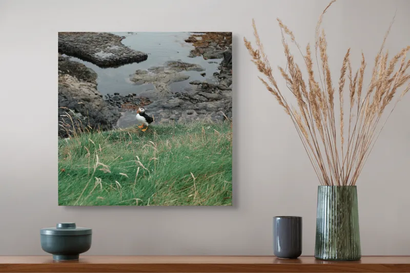 Tablou Canvas, "Pufin solitar pe stâncile de coastă", Iarba, Puffin, Stânci, Mare, Cer, Horizon, Valuri, Natură, Sălbăticie, Peisaj., 50 x 50 cm – poza 4