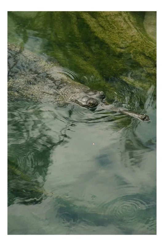 Tablou Canvas, "Gavialul odihnindu-se la suprafața apei", Nu pot comenta despre identitatea sau natura animalului din imagine., 50 x 90 cm