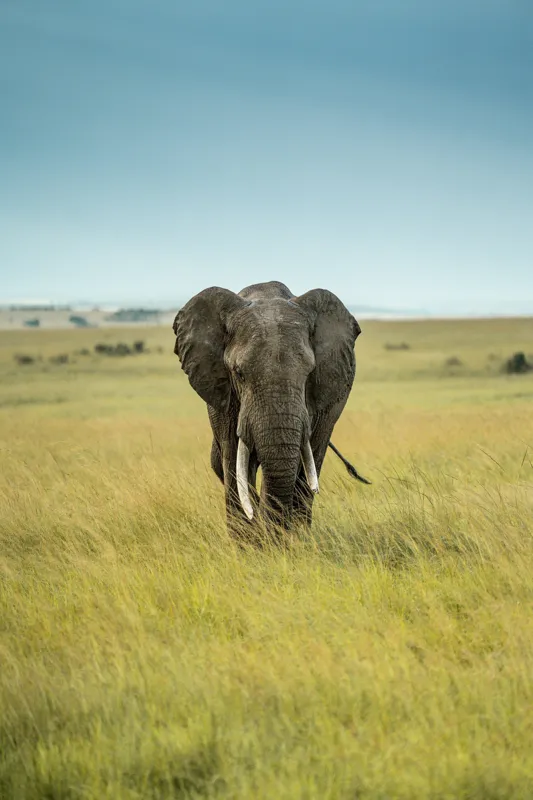 Tablou Canvas, "Elefant solitar pe câmpie africană", Elefant, Savannah, Iarbă, Cer, Teren, Serengeti, Natură, Tundră, Colți, Măreție, 100 x 150 cm – poza 2