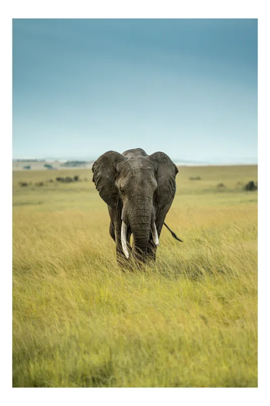 Tablou Canvas, "Elefant solitar pe câmpie africană", Elefant, Savannah, Iarbă, Cer, Teren, Serengeti, Natură, Tundră, Colți, Măreție, 50 x 70 cm