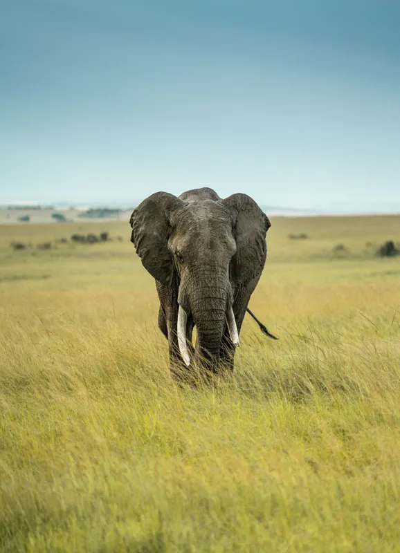 Tablou Canvas, "Elefant solitar pe câmpie africană", Elefant, Savannah, Iarbă, Cer, Teren, Serengeti, Natură, Tundră, Colți, Măreție, 39 x 54 cm – poza 2