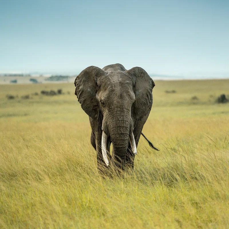 Tablou Canvas, "Elefant solitar pe câmpie africană", Elefant, Savannah, Iarbă, Cer, Teren, Serengeti, Natură, Tundră, Colți, Măreție, 50 x 50 cm – poza 2