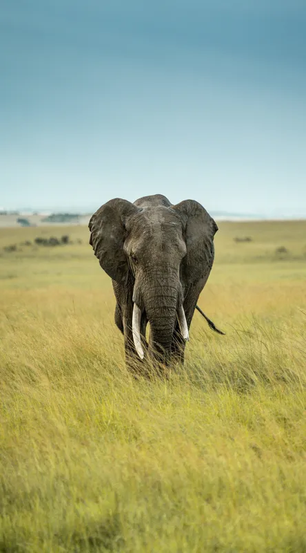 Tablou Canvas, "Elefant solitar pe câmpie africană", Elefant, Savannah, Iarbă, Cer, Teren, Serengeti, Natură, Tundră, Colți, Măreție, 50 x 90 cm – poza 2