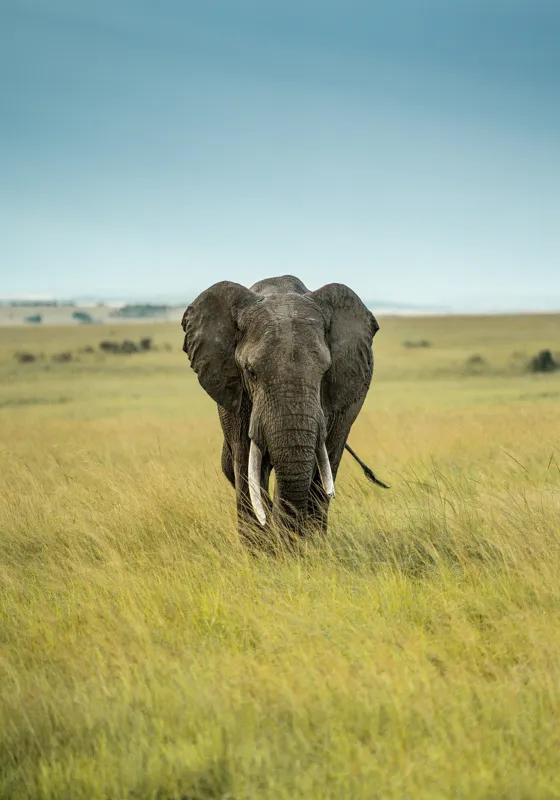 Tablou Canvas, "Elefant solitar pe câmpie africană", Elefant, Savannah, Iarbă, Cer, Teren, Serengeti, Natură, Tundră, Colți, Măreție, 70 x 100 cm – poza 2