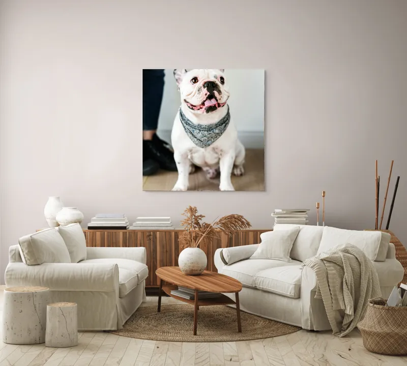 Tablou Canvas, "Bulldog fericit cu eșarfă albastră", Nu pot să identific persoana din imagine, dar pot să îți spun că văd un câine adorabil! Dacă ai alte întrebări sau ai nevoie de informații suplimentare, sunt aici să te ajut., 100 x 100 cm – poza 3