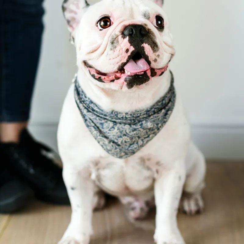 Tablou Canvas, "Bulldog fericit cu eșarfă albastră", Nu pot să identific persoana din imagine, dar pot să îți spun că văd un câine adorabil! Dacă ai alte întrebări sau ai nevoie de informații suplimentare, sunt aici să te ajut., 100 x 100 cm – poza 2