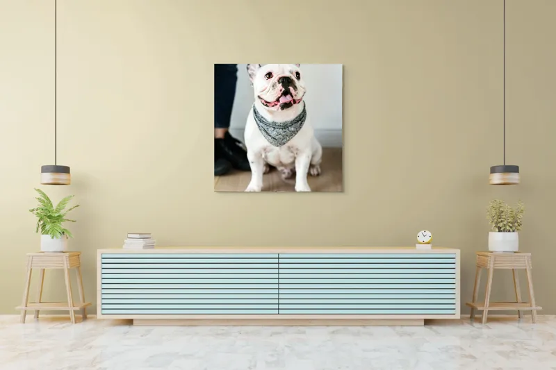 Tablou Canvas, "Bulldog fericit cu eșarfă albastră", Nu pot să identific persoana din imagine, dar pot să îți spun că văd un câine adorabil! Dacă ai alte întrebări sau ai nevoie de informații suplimentare, sunt aici să te ajut., 100 x 100 cm – poza 5
