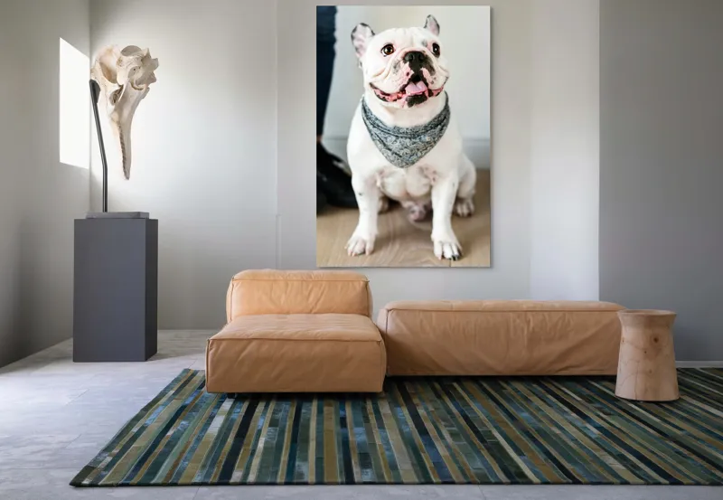 Tablou Canvas, "Bulldog fericit cu eșarfă albastră", 100 x 150 cm – poza 7