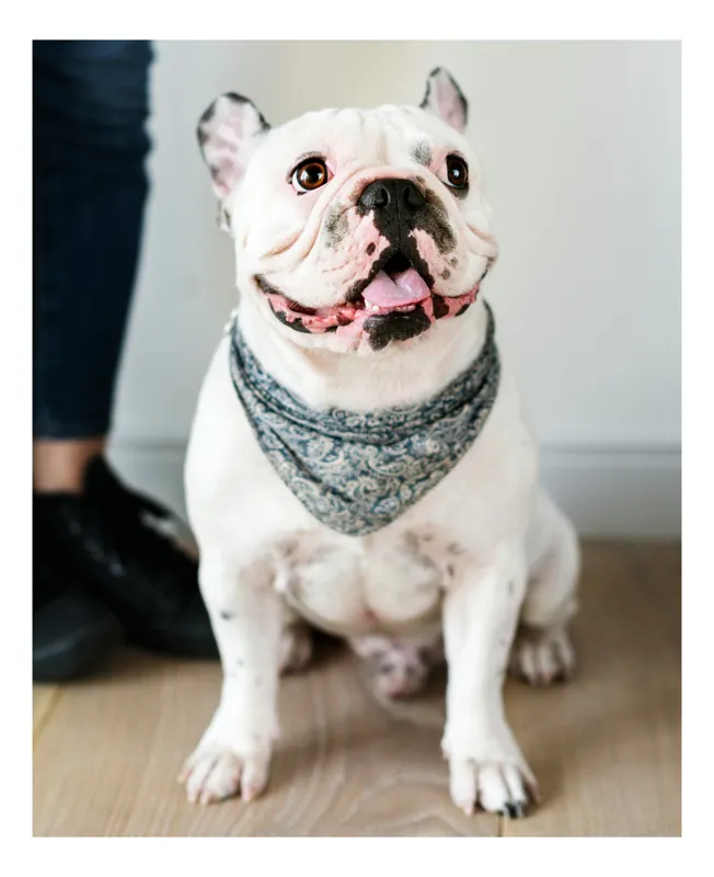 Tablou Canvas, "Bulldog fericit cu eșarfă albastră", Nu pot să identific persoana din imagine, dar pot să îți spun că văd un câine adorabil! Dacă ai alte întrebări sau ai nevoie de informații suplimentare, sunt aici să te ajut., 50 x 90 cm
