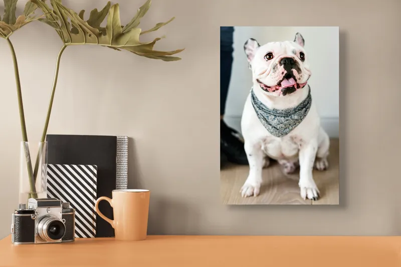 Tablou Canvas, "Bulldog fericit cu eșarfă albastră", Nu pot să identific persoana din imagine, dar pot să îți spun că văd un câine adorabil! Dacă ai alte întrebări sau ai nevoie de informații suplimentare, sunt aici să te ajut., 26 x 39 cm – poza 3