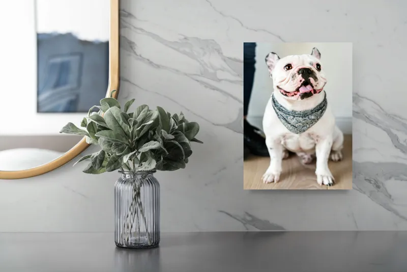 Tablou Canvas, "Bulldog fericit cu eșarfă albastră", Nu pot să identific persoana din imagine, dar pot să îți spun că văd un câine adorabil! Dacă ai alte întrebări sau ai nevoie de informații suplimentare, sunt aici să te ajut., 26 x 39 cm – poza 4