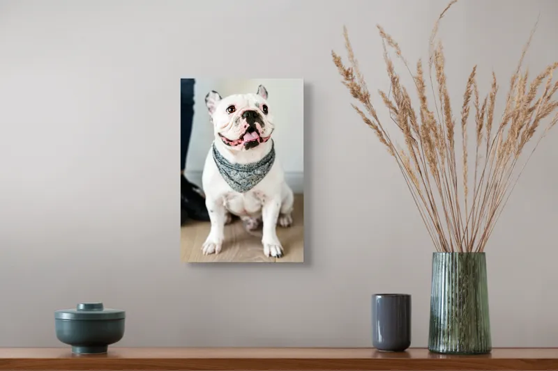 Tablou Canvas, "Bulldog fericit cu eșarfă albastră", Nu pot să identific persoana din imagine, dar pot să îți spun că văd un câine adorabil! Dacă ai alte întrebări sau ai nevoie de informații suplimentare, sunt aici să te ajut., 26 x 39 cm – poza 5