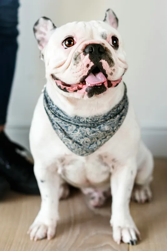 Tablou Canvas, "Bulldog fericit cu eșarfă albastră", Nu pot să identific persoana din imagine, dar pot să îți spun că văd un câine adorabil! Dacă ai alte întrebări sau ai nevoie de informații suplimentare, sunt aici să te ajut., 26 x 39 cm – poza 2