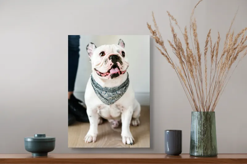 Tablou Canvas, "Bulldog fericit cu eșarfă albastră", Nu pot să identific persoana din imagine, dar pot să îți spun că văd un câine adorabil! Dacă ai alte întrebări sau ai nevoie de informații suplimentare, sunt aici să te ajut., 39 x 54 cm – poza 3