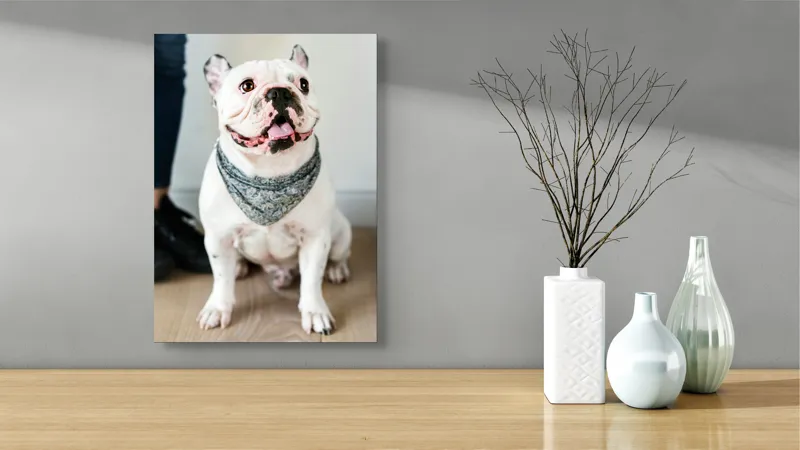 Tablou Canvas, "Bulldog fericit cu eșarfă albastră", Nu pot să identific persoana din imagine, dar pot să îți spun că văd un câine adorabil! Dacă ai alte întrebări sau ai nevoie de informații suplimentare, sunt aici să te ajut., 39 x 54 cm – poza 4
