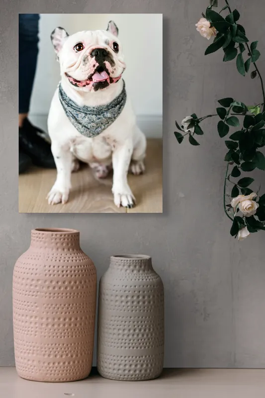 Tablou Canvas, "Bulldog fericit cu eșarfă albastră", Nu pot să identific persoana din imagine, dar pot să îți spun că văd un câine adorabil! Dacă ai alte întrebări sau ai nevoie de informații suplimentare, sunt aici să te ajut., 39 x 54 cm – poza 6