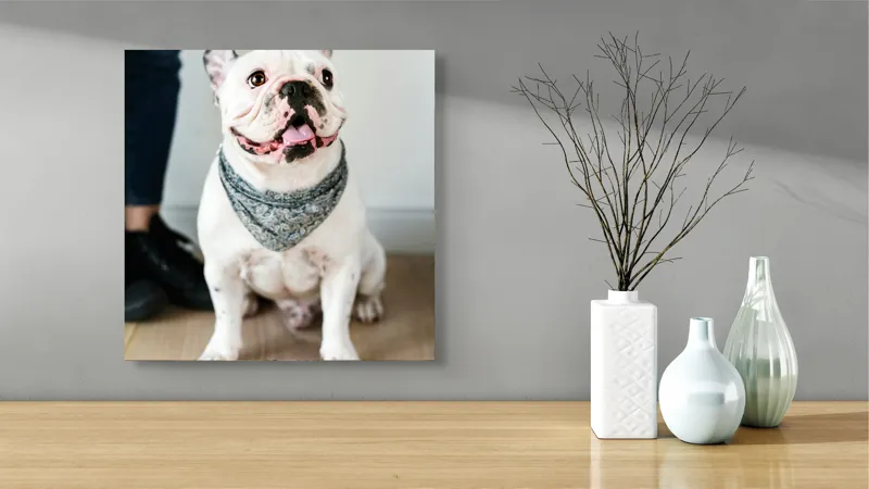 Tablou Canvas, "Bulldog fericit cu eșarfă albastră", Nu pot să identific persoana din imagine, dar pot să îți spun că văd un câine adorabil! Dacă ai alte întrebări sau ai nevoie de informații suplimentare, sunt aici să te ajut., 50 x 50 cm – poza 3