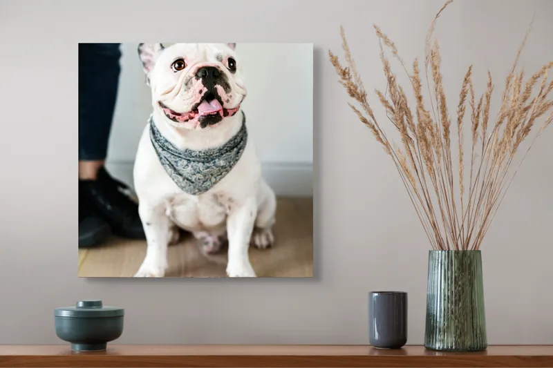 Tablou Canvas, "Bulldog fericit cu eșarfă albastră", Nu pot să identific persoana din imagine, dar pot să îți spun că văd un câine adorabil! Dacă ai alte întrebări sau ai nevoie de informații suplimentare, sunt aici să te ajut., 50 x 50 cm – poza 4