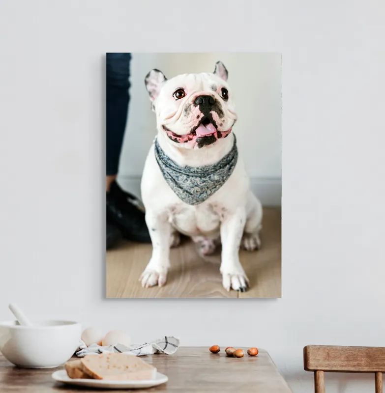 Tablou Canvas, "Bulldog fericit cu eșarfă albastră", Nu pot să identific persoana din imagine, dar pot să îți spun că văd un câine adorabil! Dacă ai alte întrebări sau ai nevoie de informații suplimentare, sunt aici să te ajut., 50 x 70 cm – poza 3