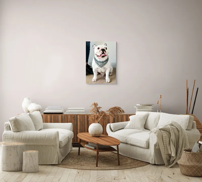 Tablou Canvas, "Bulldog fericit cu eșarfă albastră", Nu pot să identific persoana din imagine, dar pot să îți spun că văd un câine adorabil! Dacă ai alte întrebări sau ai nevoie de informații suplimentare, sunt aici să te ajut., 50 x 70 cm – poza 4