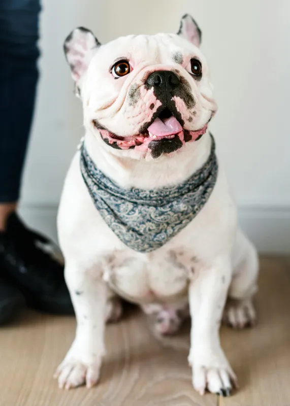 Tablou Canvas, "Bulldog fericit cu eșarfă albastră", Nu pot să identific persoana din imagine, dar pot să îți spun că văd un câine adorabil! Dacă ai alte întrebări sau ai nevoie de informații suplimentare, sunt aici să te ajut., 50 x 70 cm – poza 2