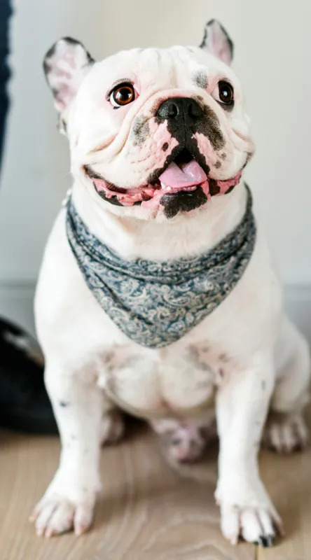 Tablou Canvas, "Bulldog fericit cu eșarfă albastră", 50 x 90 cm – poza 2