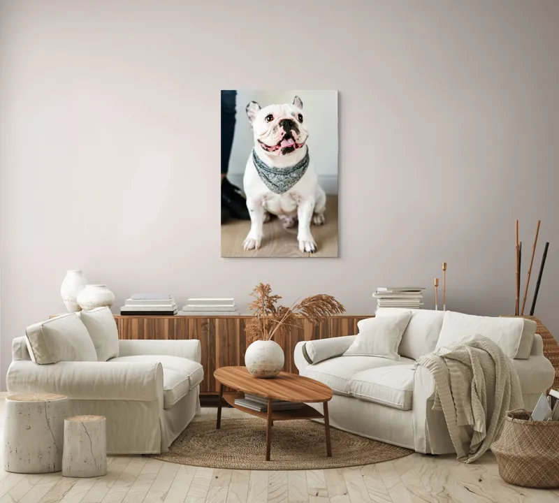 Tablou Canvas, "Bulldog fericit cu eșarfă albastră", 70 x 100 cm – poza 4