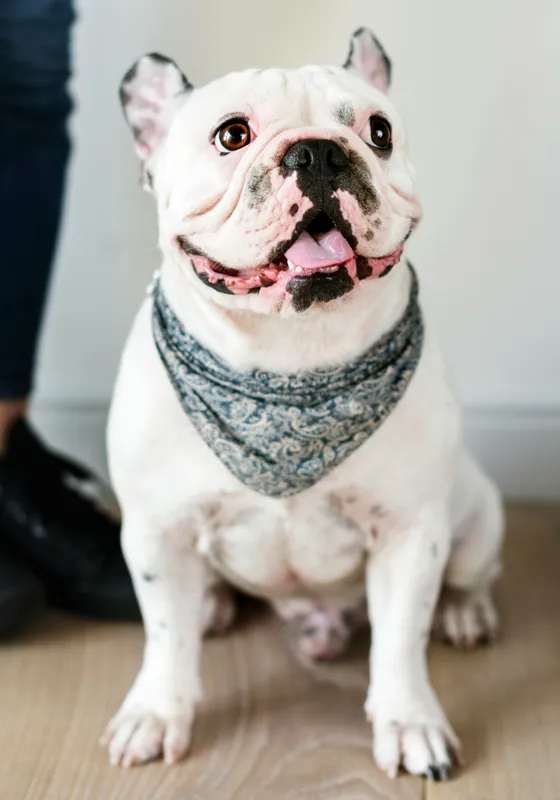 Tablou Canvas, "Bulldog fericit cu eșarfă albastră", 70 x 100 cm – poza 2