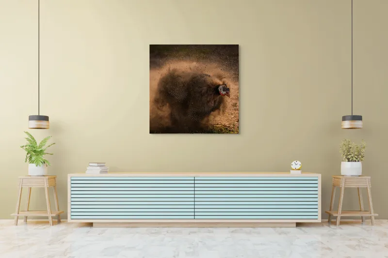 Tablou Canvas, "Păun african dansând în praf", Praf, Energie, Mișcare, Zgomot, Păsăre, Natură, Contrast, Dinamism, 100 x 100 cm – poza 5