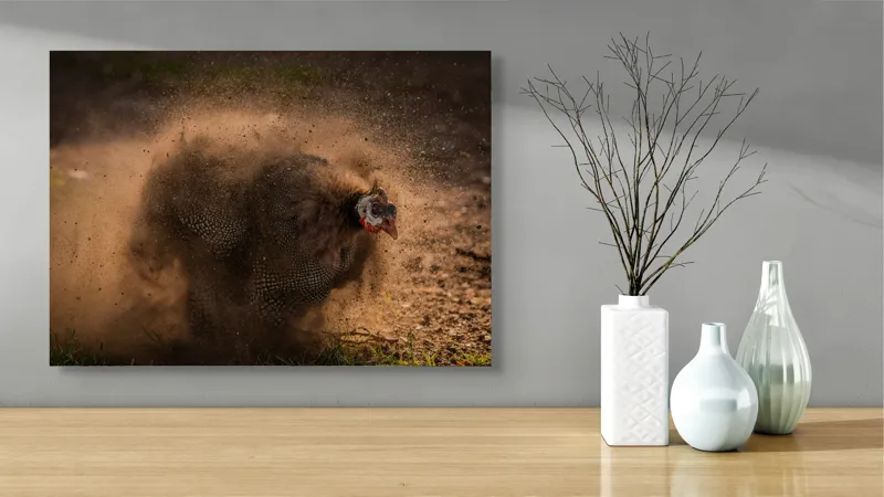 Tablou Canvas, "Păun african dansând în praf", Praf, Energie, Mișcare, Zgomot, Păsăre, Natură, Contrast, Dinamism, 70 x 50 cm – poza 3