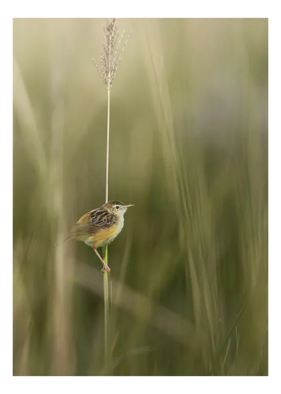 Tablou Canvas, "Pasărea singuratică pe firul vieții", Păsărică, Delicatețe, Natură, Iarbă, Tranquilitate, Nepăsare, Simplitate, Verdeață, Grație, Echilibru, 100 x 100 cm