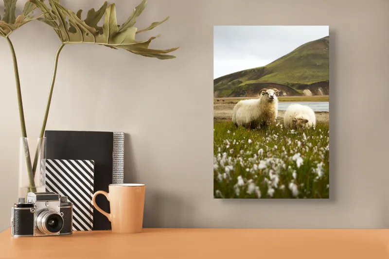 Tablou Canvas, "Oile pășunând în peisaj montan", Oi, Pajiște, Munte, Culoare, Cer, Verde, Natură, Peisaj, Blană, Flori, Calmitate, Frumusețe, Rural, Serenitate, Pășunat, 26 x 39 cm – poza 3
