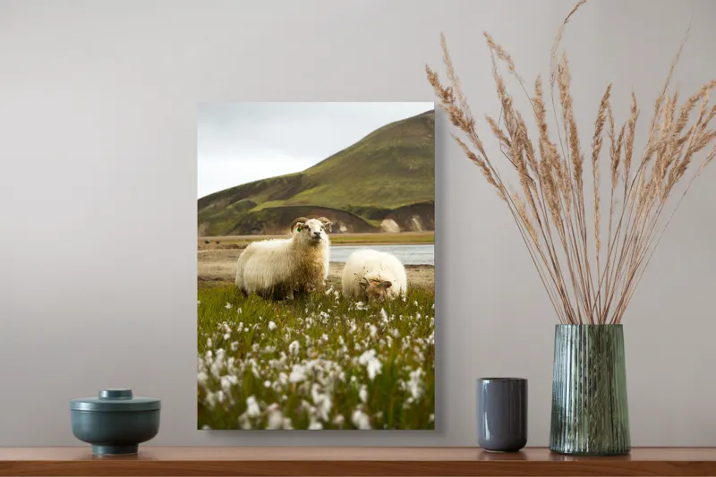 Tablou Canvas, "Oile pășunând în peisaj montan", Oi, Pajiște, Munte, Culoare, Cer, Verde, Natură, Peisaj, Blană, Flori, Calmitate, Frumusețe, Rural, Serenitate, Pășunat, 39 x 54 cm – poza 3