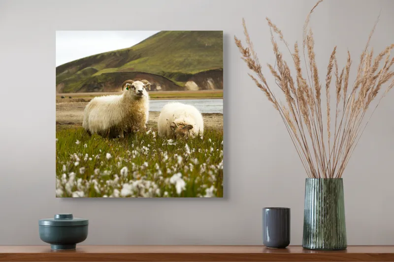 Tablou Canvas, "Oile pășunând în peisaj montan", Oi, Pajiște, Munte, Culoare, Cer, Verde, Natură, Peisaj, Blană, Flori, Calmitate, Frumusețe, Rural, Serenitate, Pășunat, 50 x 50 cm – poza 4