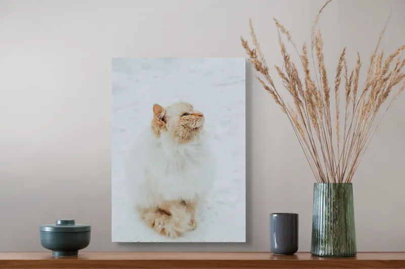 Tablou Canvas, "Pisica pufoasă pe zăpadă albă", Pisică, Fluffy, Albă, Zăpadă, Blană, Frig, Curioasă, Frumoasă, 39 x 54 cm – poza 3