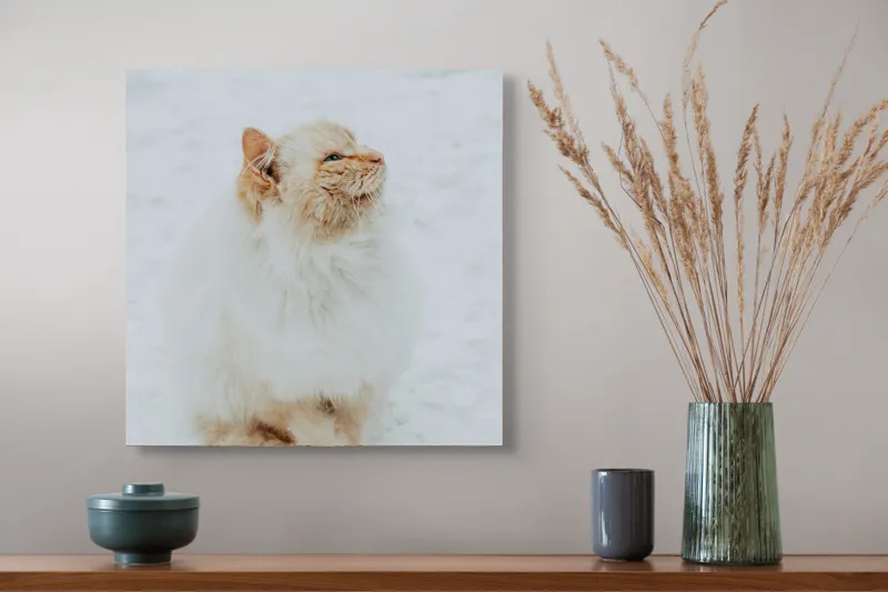 Tablou Canvas, "Pisica pufoasă pe zăpadă albă", Pisică, Fluffy, Albă, Zăpadă, Blană, Frig, Curioasă, Frumoasă, 50 x 50 cm – poza 4