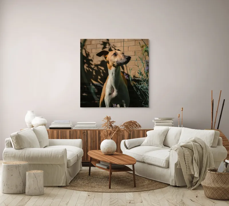 Tablou Canvas, "Câinele în grădină de lavandă", Flori, Caine, Perete, Umbra, Soare, Vegetatie, Privire, Ceas, Verde, Exterior, 100 x 100 cm – poza 3
