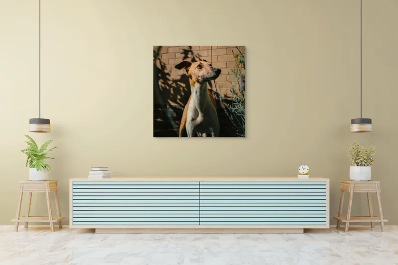 Tablou Canvas, "Câinele în grădină de lavandă", Flori, Caine, Perete, Umbra, Soare, Vegetatie, Privire, Ceas, Verde, Exterior, 100 x 100 cm – poza 5