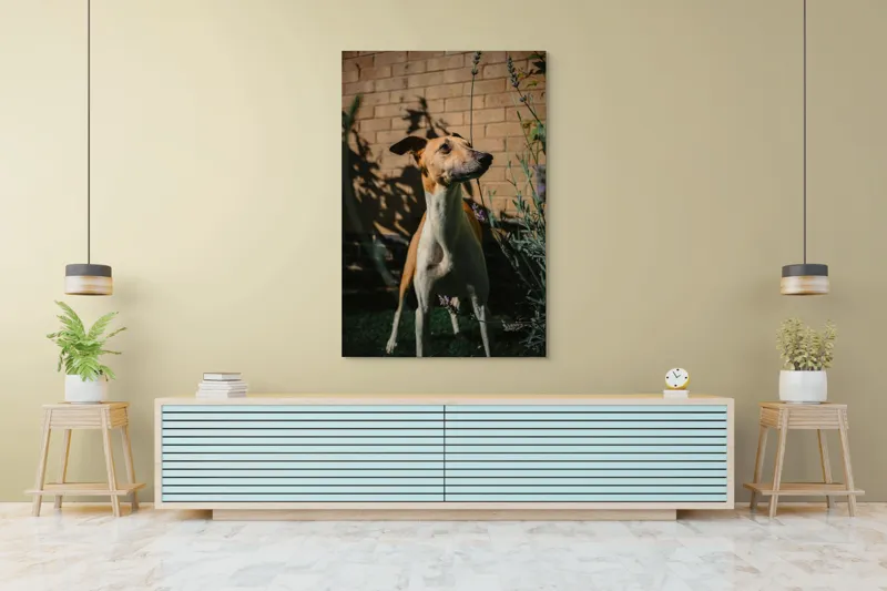 Tablou Canvas, "Câinele în grădină de lavandă", Flori, Caine, Perete, Umbra, Soare, Vegetatie, Privire, Ceas, Verde, Exterior, 100 x 150 cm – poza 4