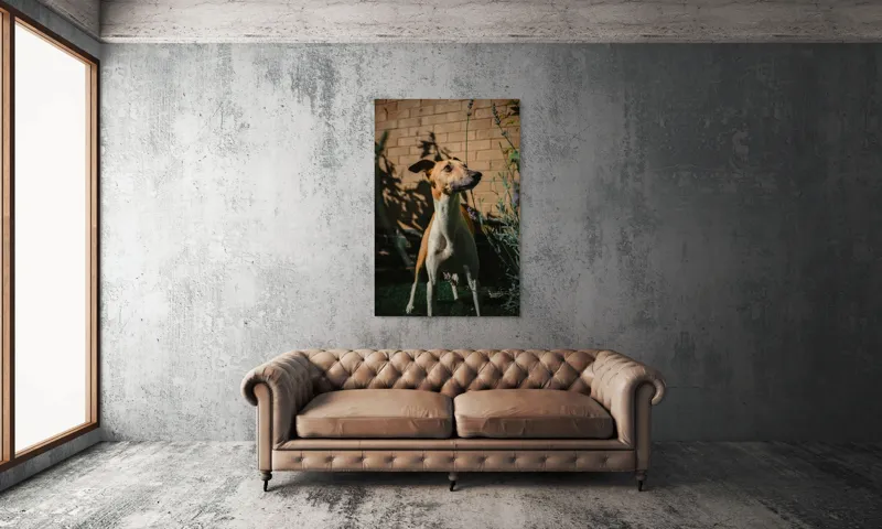 Tablou Canvas, "Câinele în grădină de lavandă", Flori, Caine, Perete, Umbra, Soare, Vegetatie, Privire, Ceas, Verde, Exterior, 100 x 150 cm – poza 6