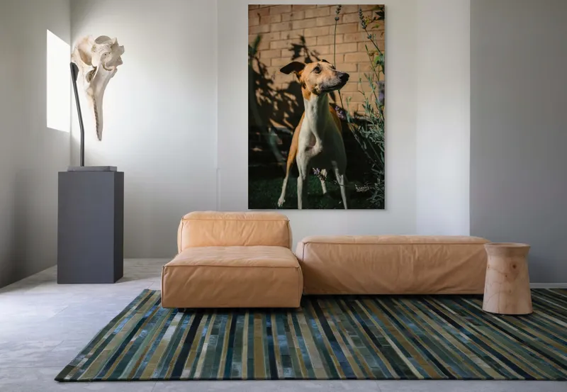 Tablou Canvas, "Câinele în grădină de lavandă", Flori, Caine, Perete, Umbra, Soare, Vegetatie, Privire, Ceas, Verde, Exterior, 100 x 150 cm – poza 7