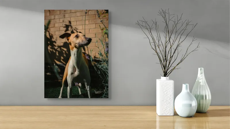 Tablou Canvas, "Câinele în grădină de lavandă", Flori, Caine, Perete, Umbra, Soare, Vegetatie, Privire, Ceas, Verde, Exterior, 39 x 54 cm – poza 4