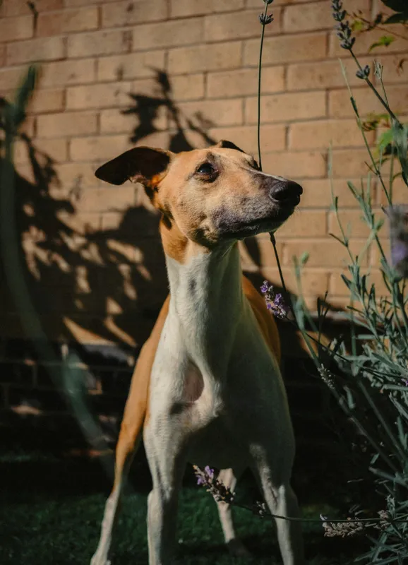 Tablou Canvas, "Câinele în grădină de lavandă", Flori, Caine, Perete, Umbra, Soare, Vegetatie, Privire, Ceas, Verde, Exterior, 39 x 54 cm – poza 2
