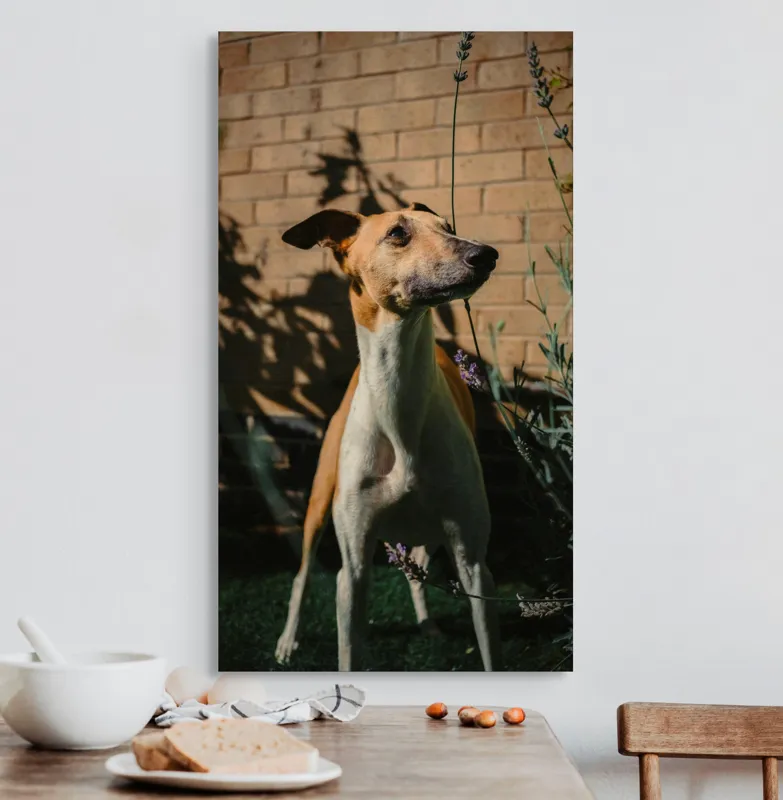 Tablou Canvas, "Câinele în grădină de lavandă", Flori, Caine, Perete, Umbra, Soare, Vegetatie, Privire, Ceas, Verde, Exterior, 50 x 90 cm – poza 3
